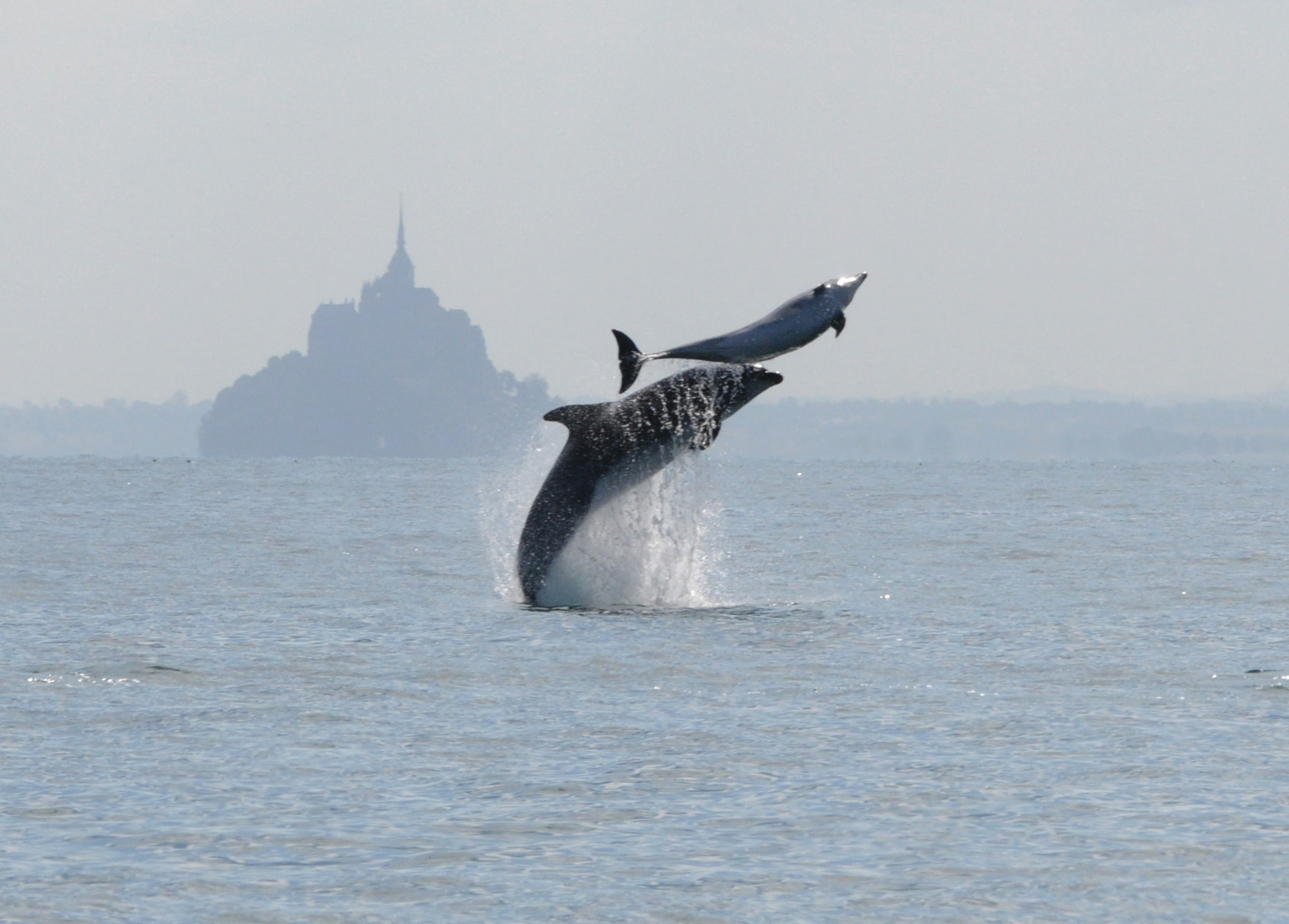 Dolphins swimming near the ocean surface during a marine field survey